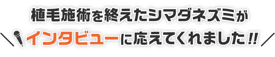 植毛施術を終えたシマダネズミがインタビューに応えてくれました!!