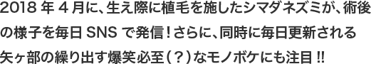 2018年5月に、生え際に植毛を施したシマダネズミが、術後の様子を毎日SNSで発信！さらに、同時に毎日更新される矢ヶ部の繰り出す爆笑必至（？）なモノボケにも注目!!