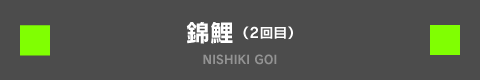 錦鯉 NISHIKIGOI