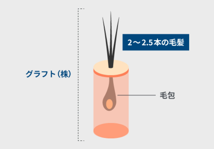 株（グラフト）と毛包